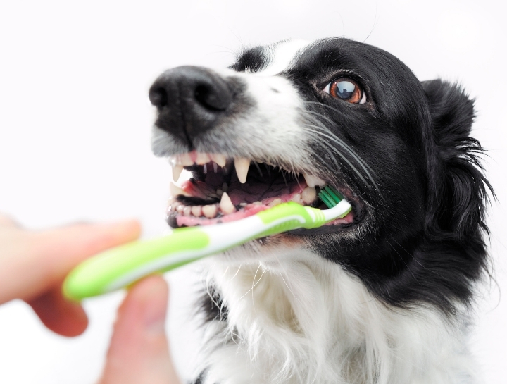 Pueblo Pet Dentists